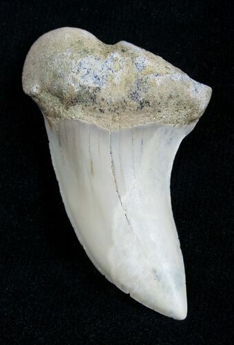 Mako Shark Tooth Fossil (Sharktooth Hill) #2100